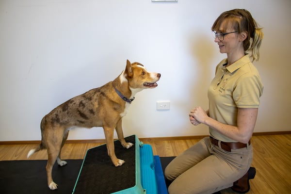 Tori Acres with Canine Athlete