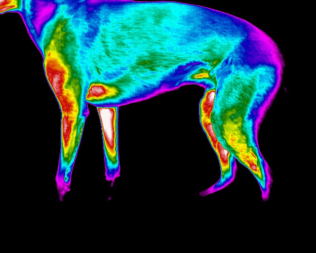 Canine Sports - Improving Welfare and Competitiveness with Thermal Imaging